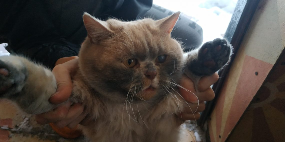 В ульяновском селе Глотовка животные выглядят, как шахтеры