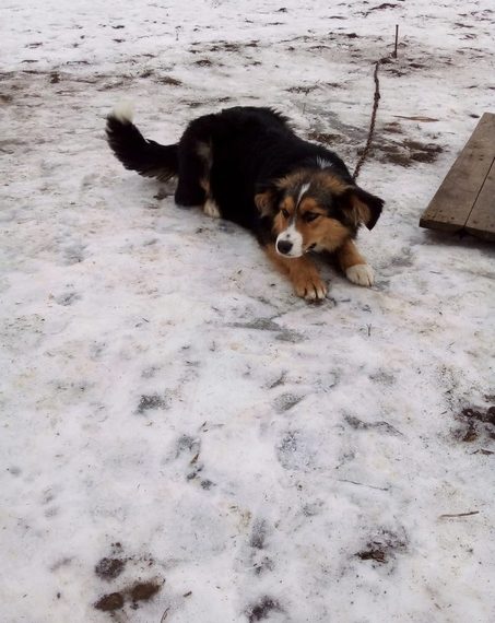 Агентство ветеринарии Ульяновской области «посадило» деревенских собак на цепь