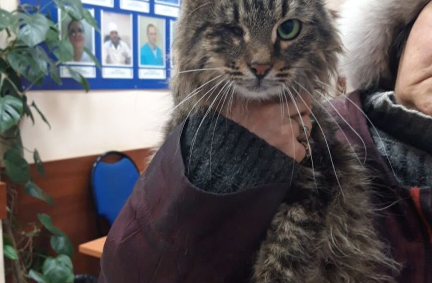 В Ульяновске ветеринар отказался усыплять кота с судорогами
