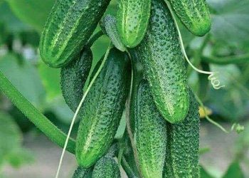 В Ульяновске построят базар за 420 миллионов рублей