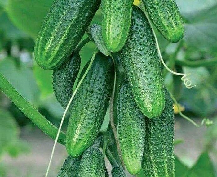 По информации минсельхоза огурцы в Ульяновске вскоре подешевеют