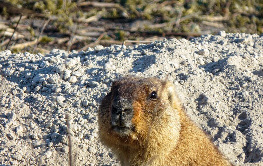 Ульяновский сурок провозгласил скорый приход весны
