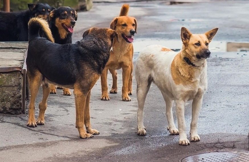 “Подарок судьбы” займется содержанием агрессивных животных