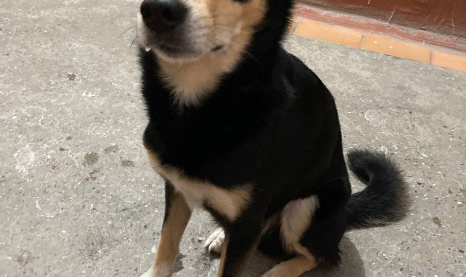 Хозяева собаки, отзовитесь!