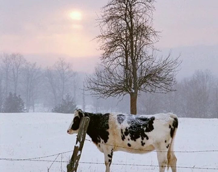Мошенники добрались до жителей сельских районов Ульяновской области