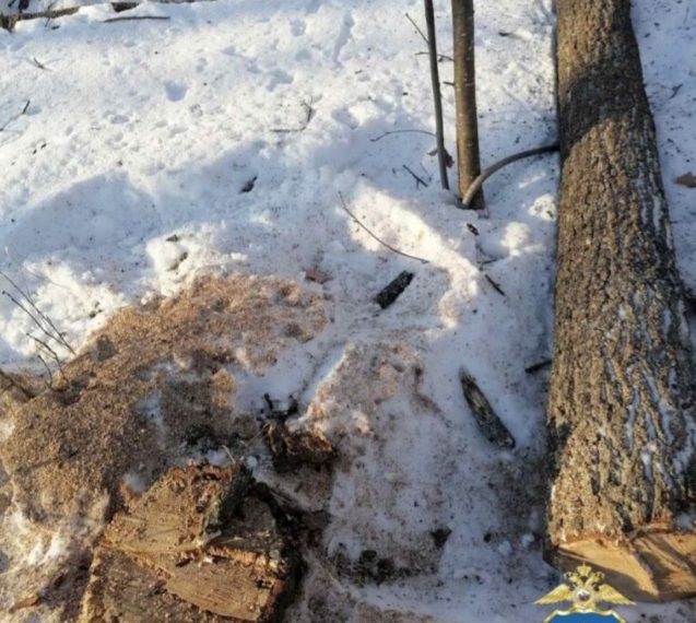 «Чёрный лесоруб» из Урено-Карлинского задержан