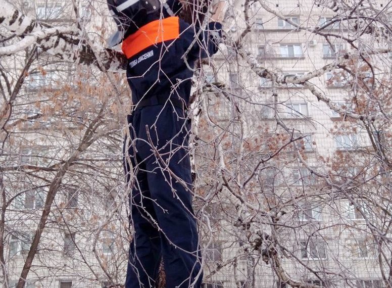 В Засвияжье спасли кошку