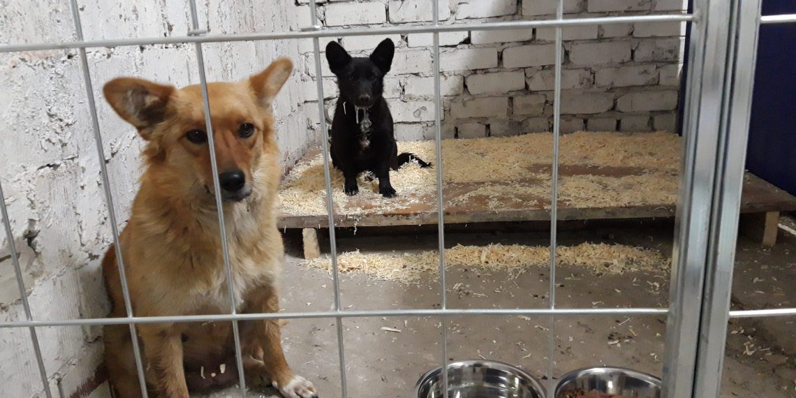 Приют для животных «Флора и Лавра» суд признал незаконным