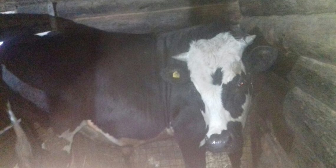 В соседней Чувашии выявлены случаи заражения Сибирской язвой