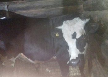 В соседней Чувашии выявлены случаи заражения Сибирской язвой