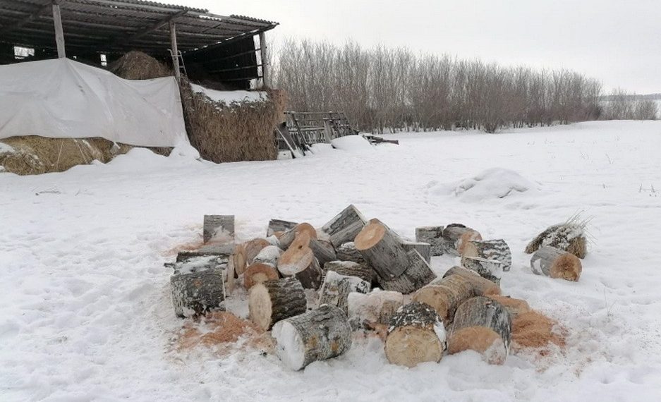 За спиленные три сосны и три дуба мужчине грозит уголовное дело
