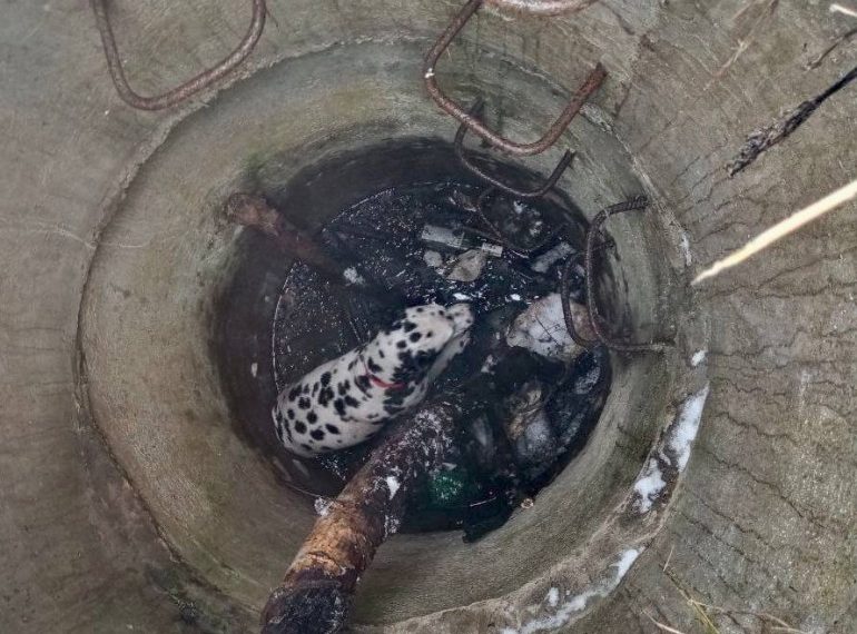 На проезде Заводском достали далматинца из открытого колодца