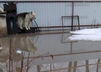 В Сенгилее талые воды затопили частный дом