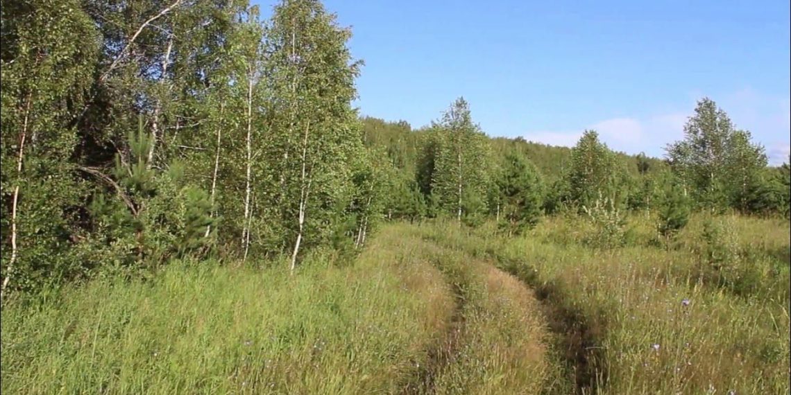 В тагайском лесу на сотрудника Минприроды напал охотник