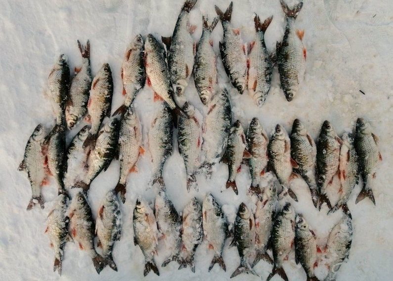 Димитровградские полицейские задержали браконьера