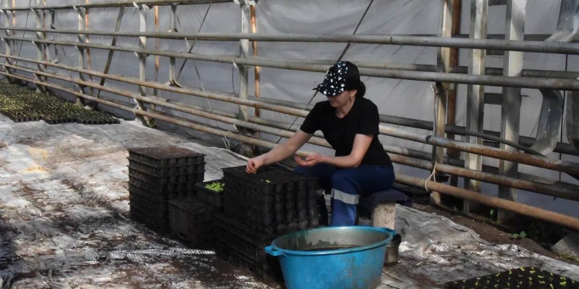 К майским праздникам Ульяновск станет городом цветов