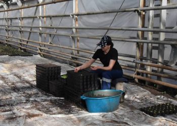 К майским праздникам Ульяновск станет городом цветов