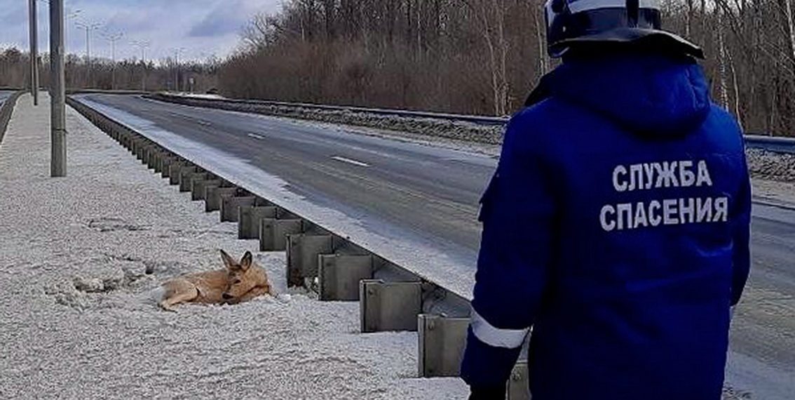 В Ульяновске спасли косулю