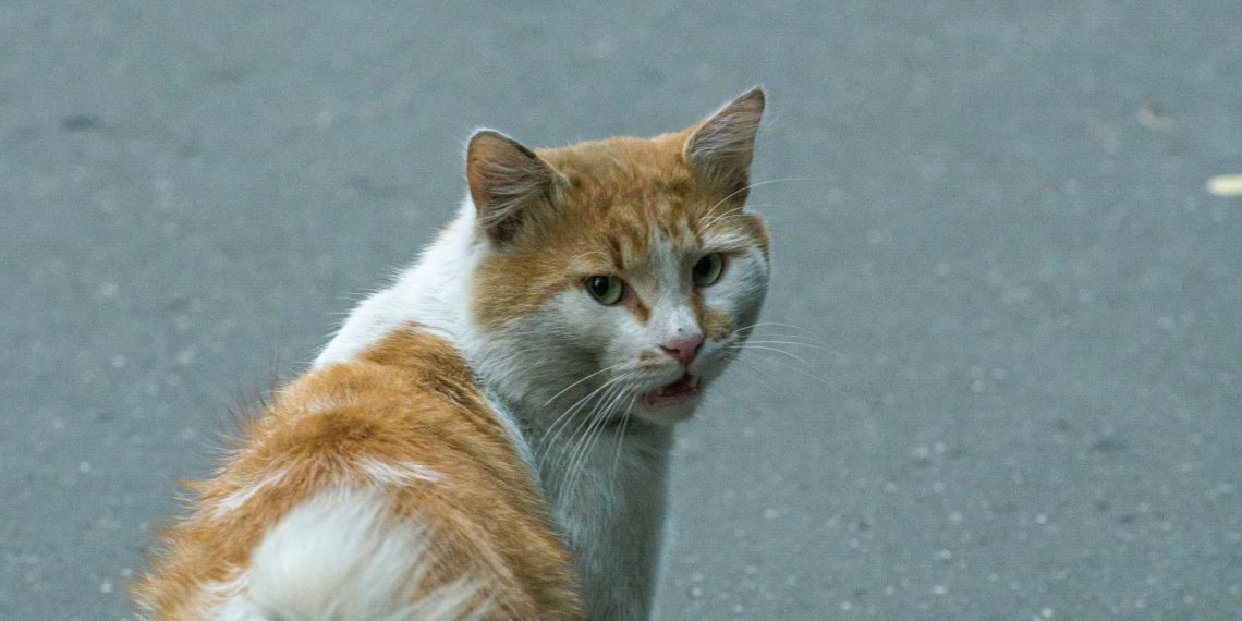 Спасти кота ульяновским спасателям не удалось