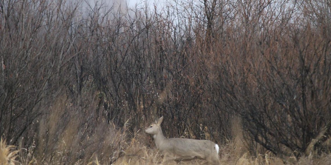 Ульяновские леса уничтожают лоси