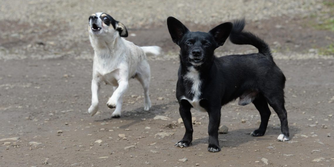 Миграции собак по Ульяновской области будут отслеживать