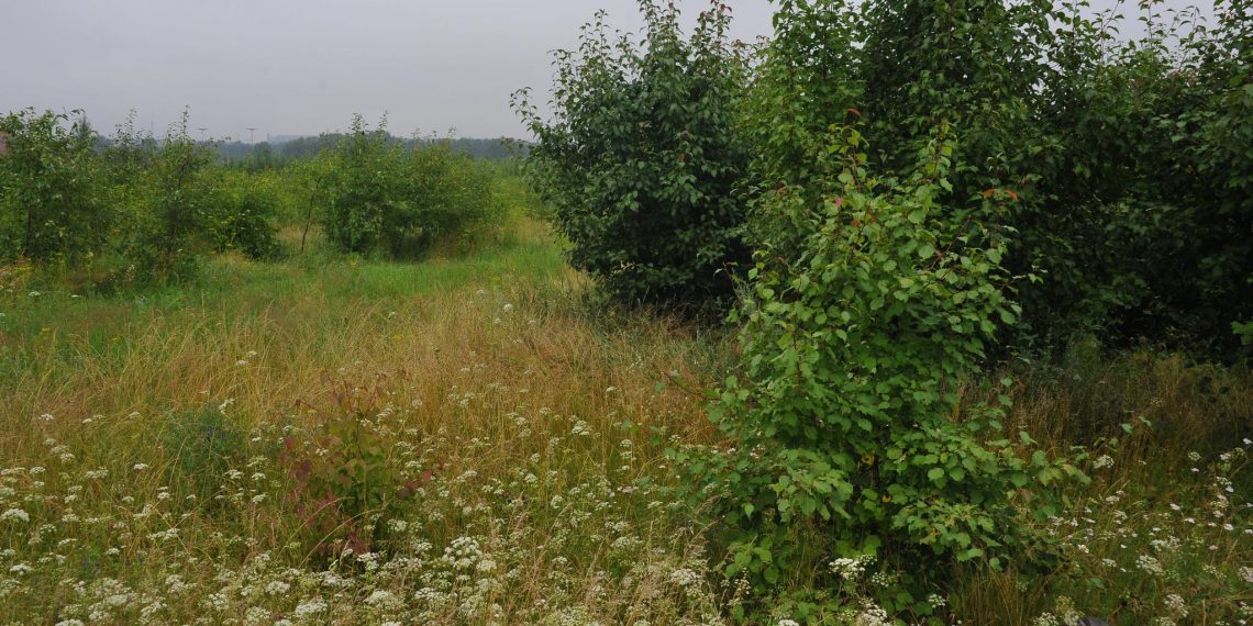 Новые леса высадят в этом сезоне в Ульяновской области