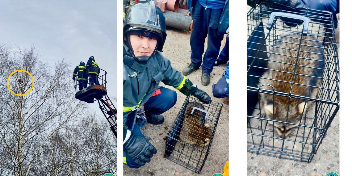 В Ульяновске собаки загнали на дерево енота, пришлось вызывать спасателей