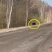 В Инзенском районе Ульяновской области по дороге разгуливает медведь: видео