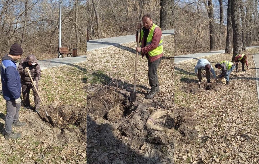 Жасмин, барбарис и другие: возле ДК имени 1 Мая в Ульяновске высадят 120 кустов