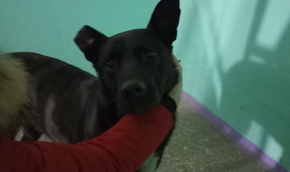 Пожизненного для ульяновских собак не будет