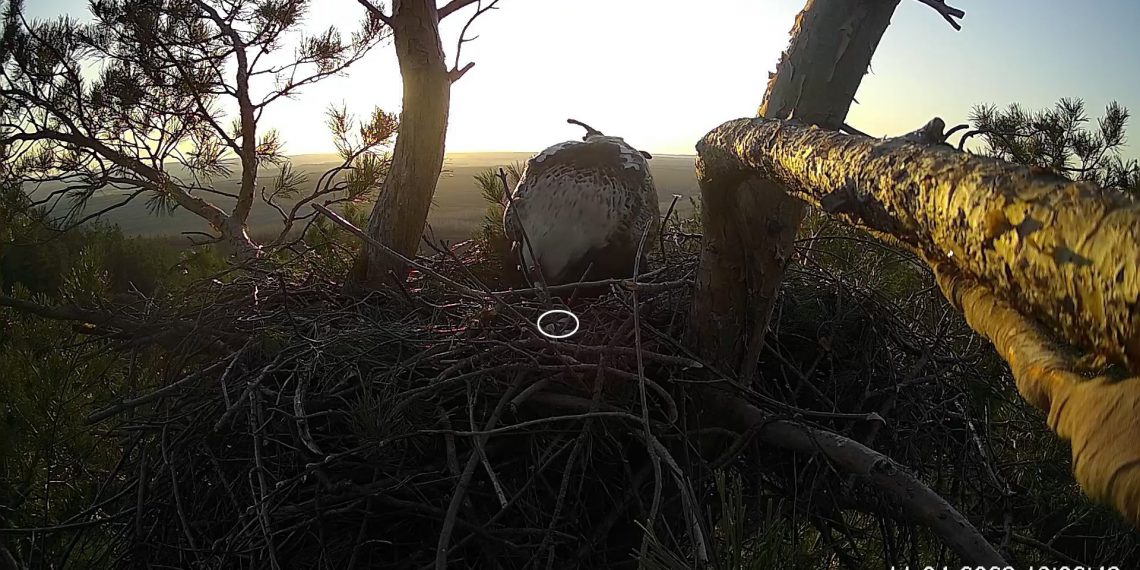 В семье ульяновских солнечных орлов намечается прибавление семейства