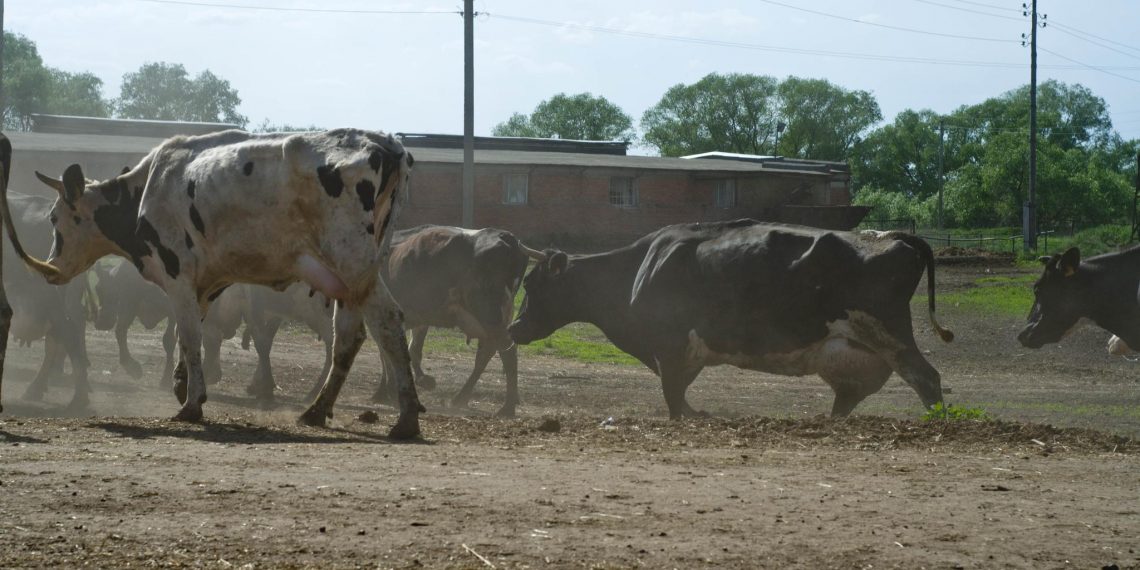 Ульяновские аграрии через суд «отжали» назад свои земли у арендатора из США