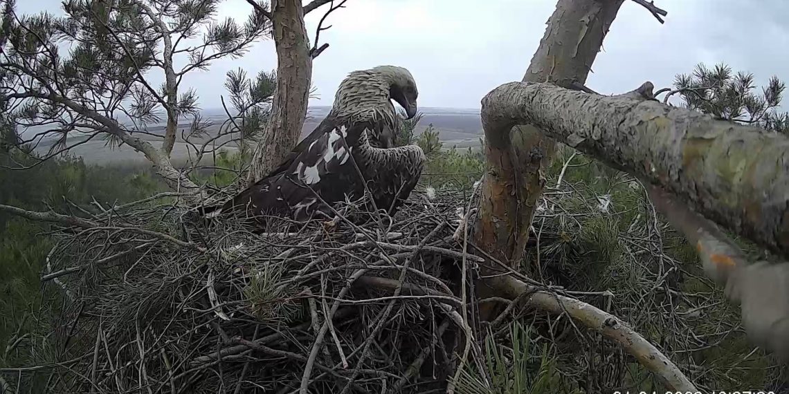 Ульяновская солнечная орлица Арбуга отложила рекордное – четвёртое – яйцо