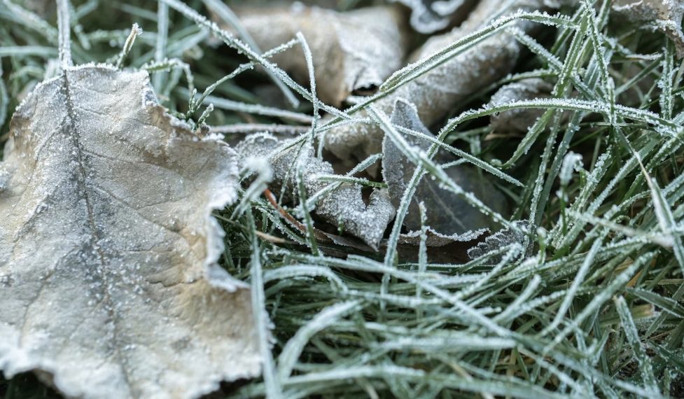 Следующая неделя в Ульяновске пройдёт под знаком ночных заморозков