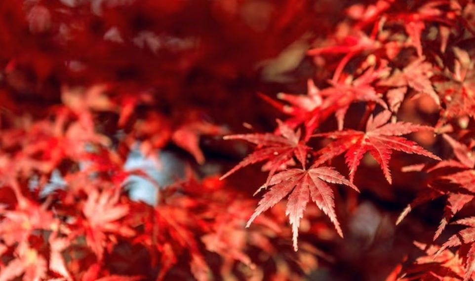 Красные клёны для Театрального сквера в Ульяновске доставят из питомника в Туле