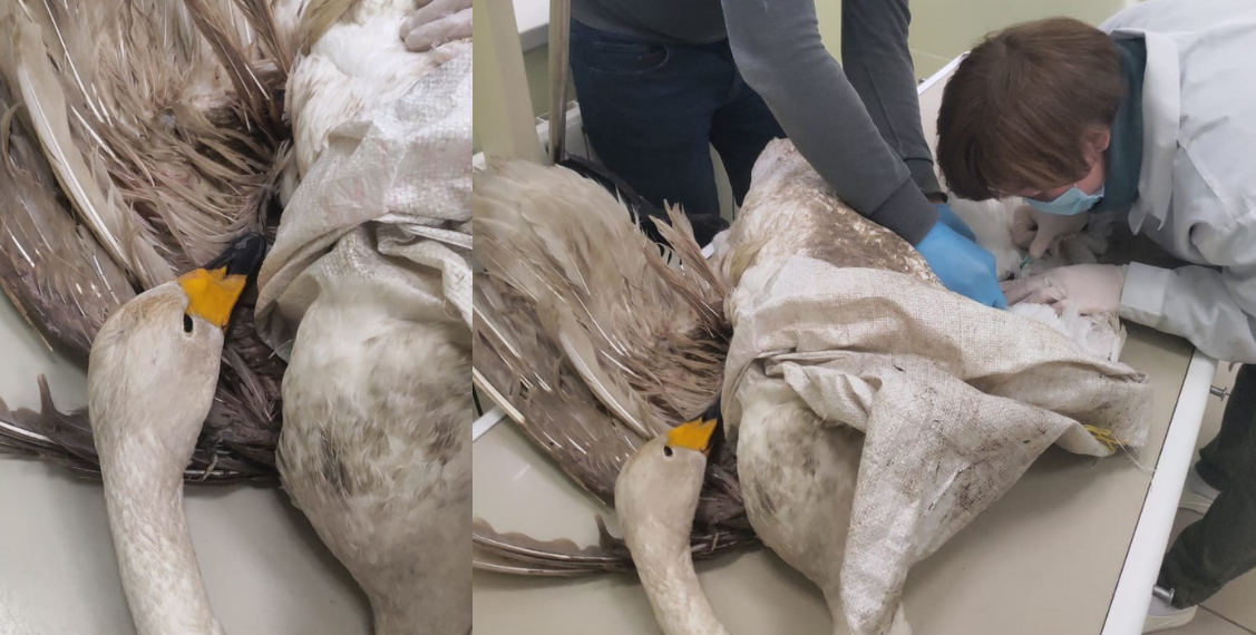 У спасённого под Ульяновском лебедя диагностировали оскольчатый перелом крыла