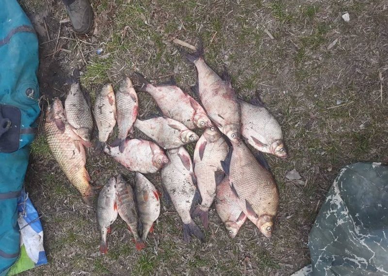 Два года колонии за 16 пойманных рыбин может схлопотать житель Димитровграда