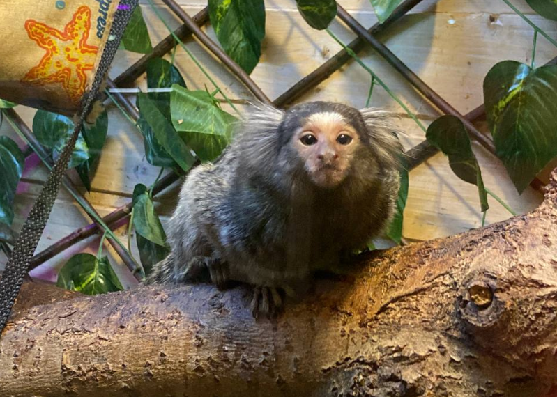 В семье обезьян Ульяновского зоопарка появился самец Тоша