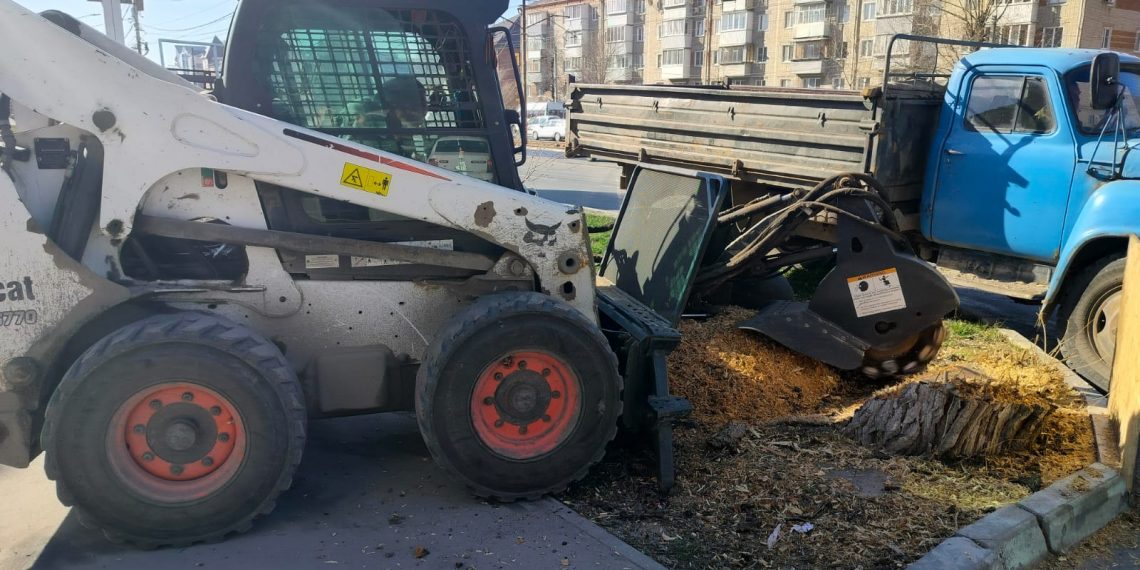 В Ульяновске начали корчевать пни от снесённых аварийных деревьев метрового диаметра