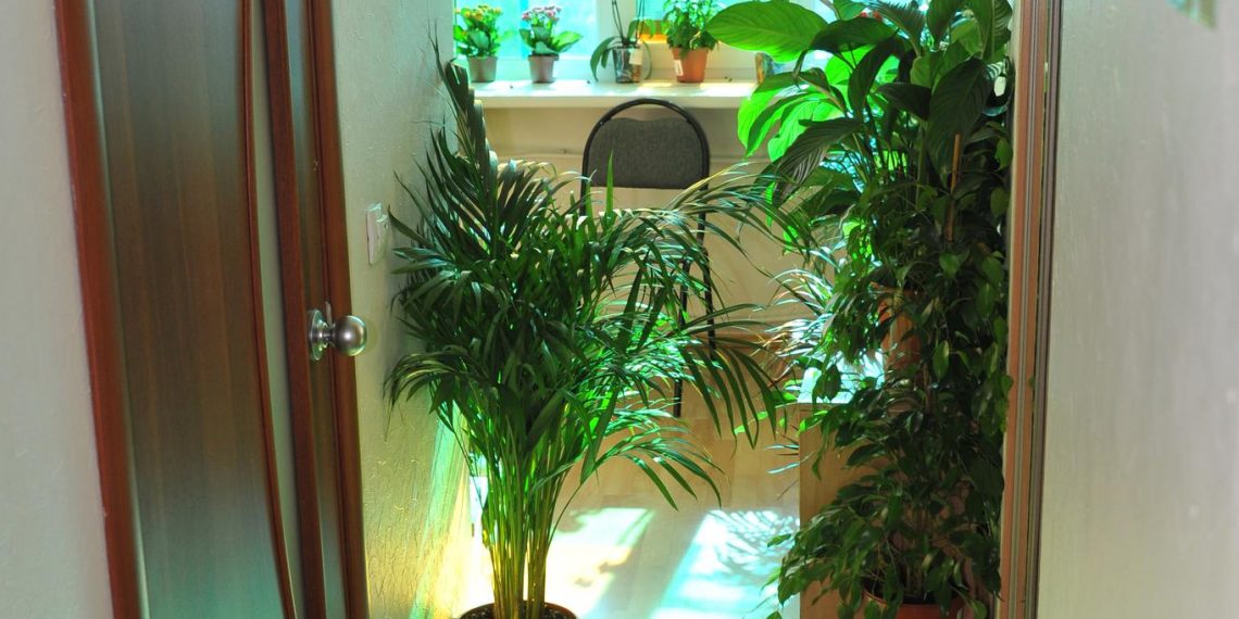 В Ульяновске сожгли партию цветов в горшках