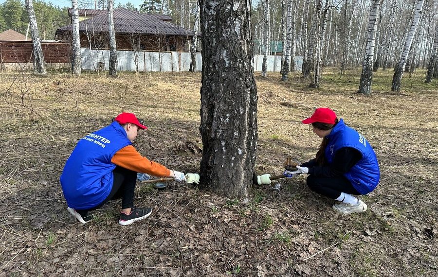Леса Ульяновской области готовят к обработке против непарного шелкопряда