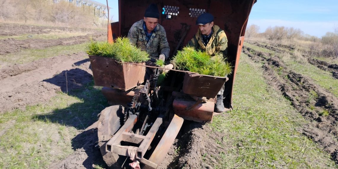 8000 сосен высаживают 19 апреля у футбольного манежа в Засвияжском районе Ульяновска
