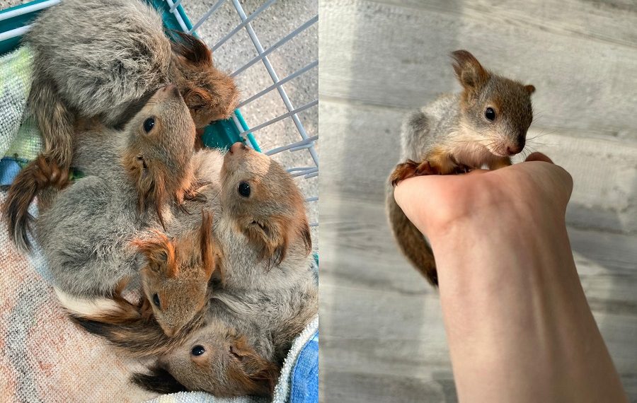Бельчат из разорённого сороками гнезда выхаживают в Ульяновском зоопарке