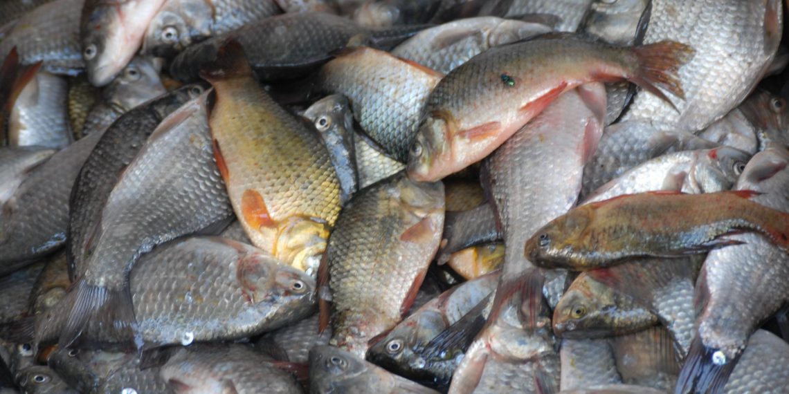 Гаишники поймали рыбака-браконьера на трассе под Ульяновском