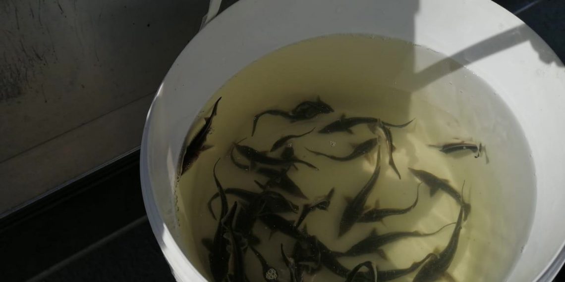 112 тысяч мальков стерляди выпустили в Волгу как компенсацию ущерба от тольяттинского химкомбината