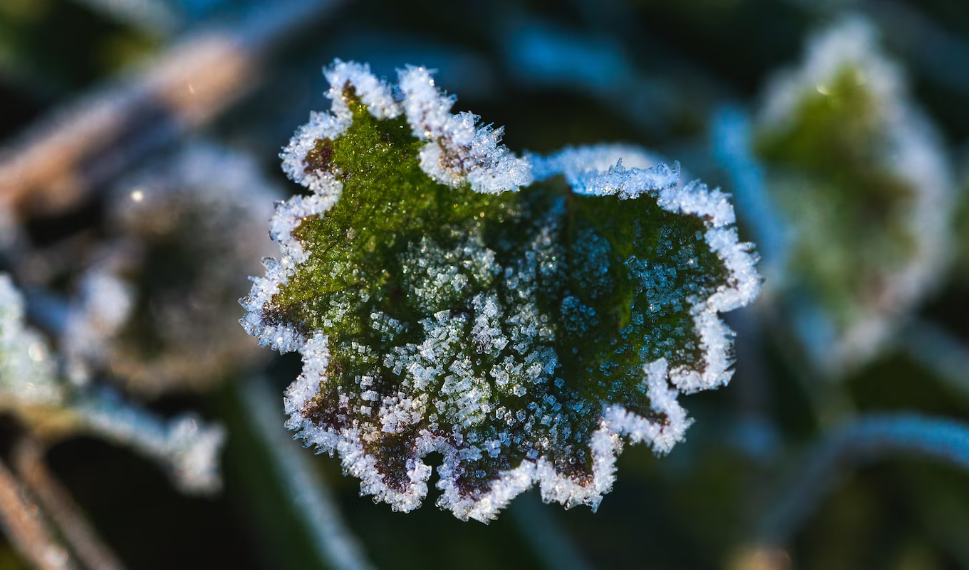Заморозки на почве и в воздухе ожидаются в Ульяновске 10 и 11 мая