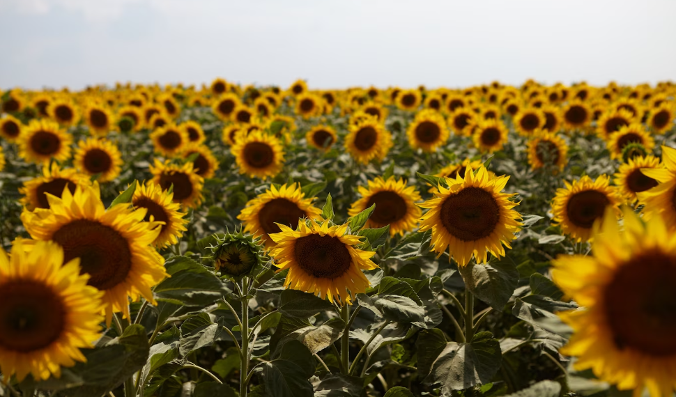 Инфляция в Ульяновской области замедлилась благодаря подсолнечнику и сахарной свекле