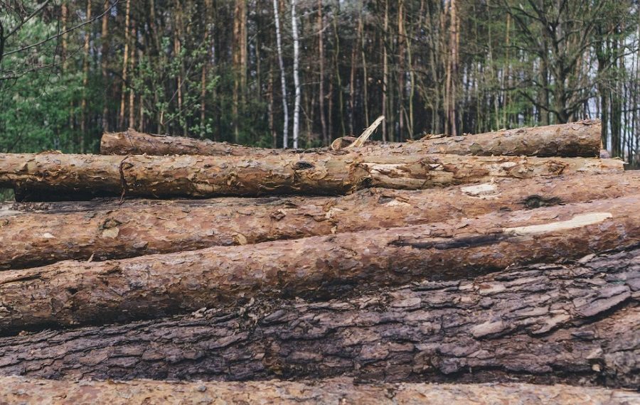 Прокуратура выявила незаконные вырубки в Старомайнском районе Ульяновской области