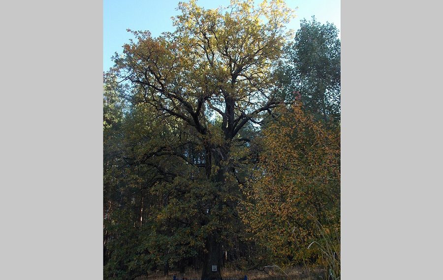 194-летний дуб из Ульяновской области претендует на звание «Дерево страны»