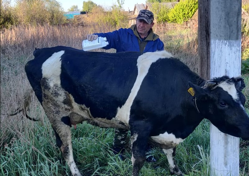 Нашествию чёрной мошки подвергся Сурский район Ульяновской области, ветеринары спасают коров